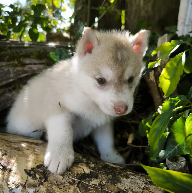 Portée de Husky sibérien, élevage Blue Escape