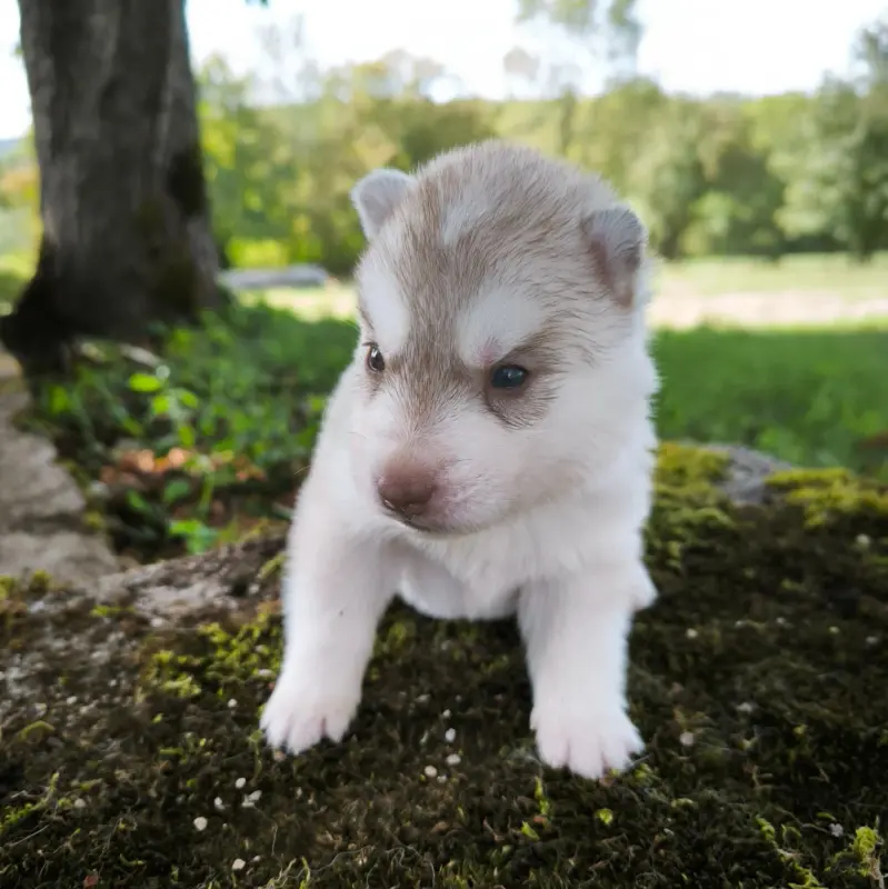 Chiot, Husky sibérien, élevage Blue Escape