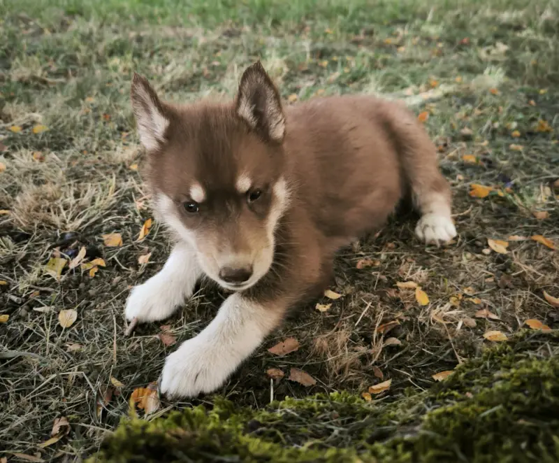 Portée de Husky sibérien, élevage Blue Escape