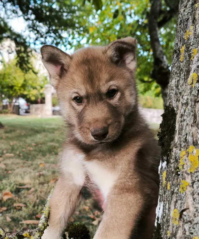 Portée de Husky sibérien, élevage Blue Escape