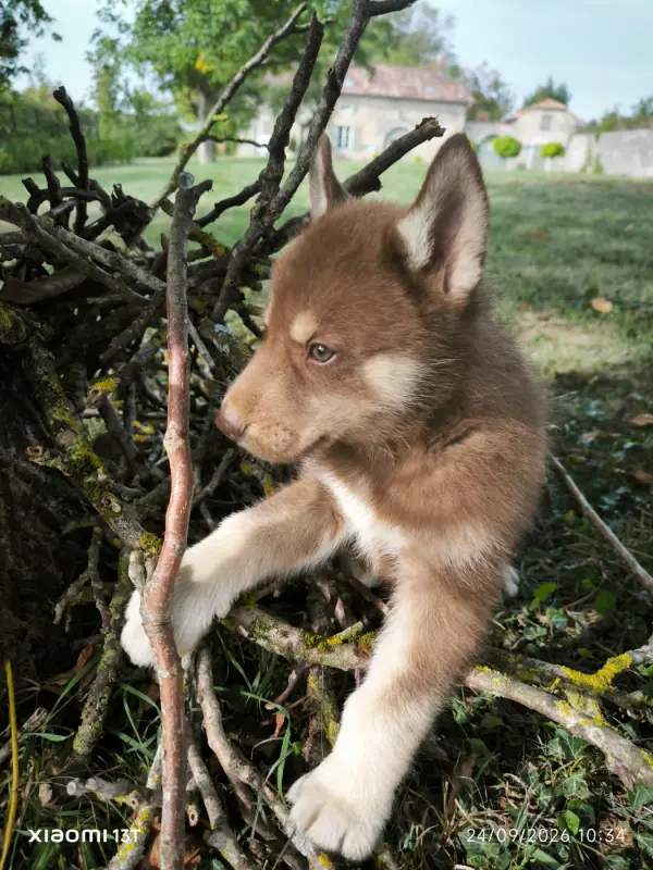 Portée de Husky sibérien, élevage Blue Escape