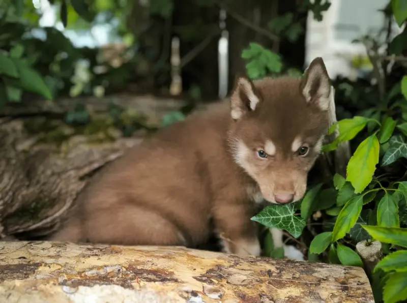 Chiot, Husky sibérien, élevage Blue Escape