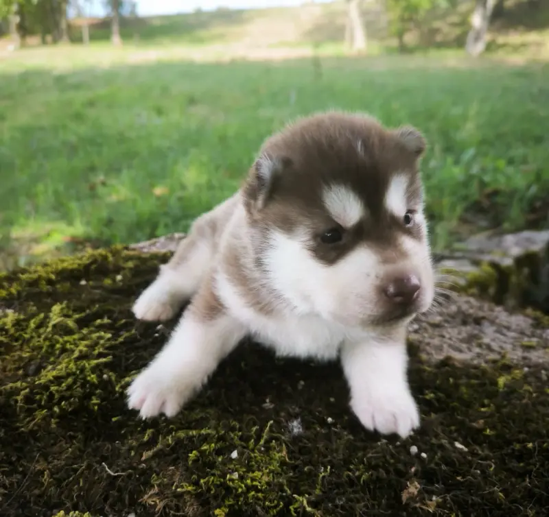 Chiot, Husky sibérien, élevage Blue Escape