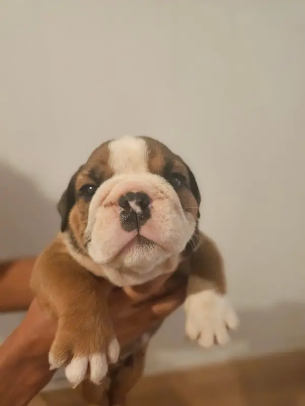 Photo de l'élevage Des Sweety Bullyz