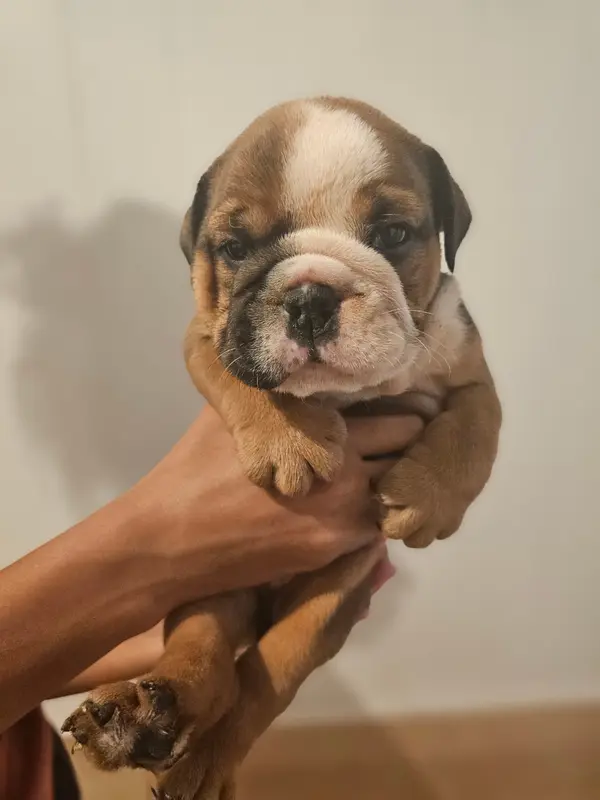 Photo de l'élevage Des Sweety Bullyz