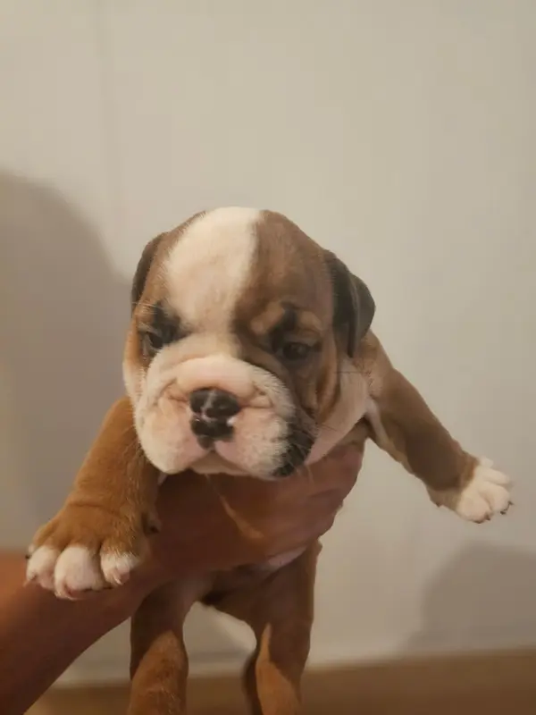 Bulma, Bulldog anglais, élevage Des Sweety Bullyz