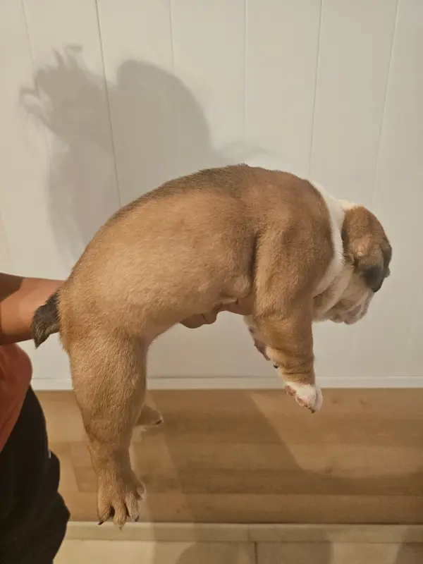Photo de l'élevage Des Sweety Bullyz
