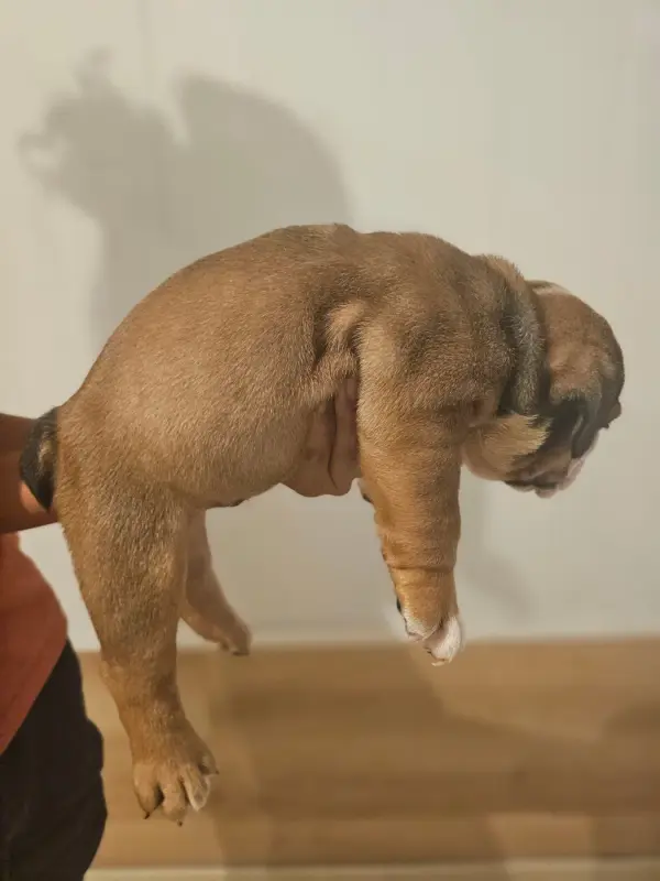 Photo de l'élevage Des Sweety Bullyz