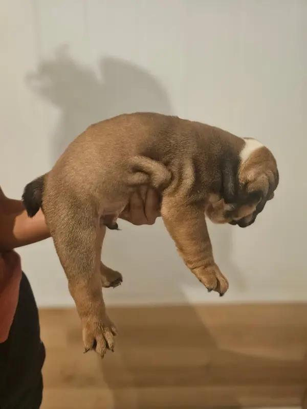 Photo de l'élevage Des Sweety Bullyz