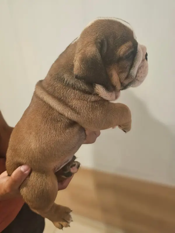 Photo de l'élevage Des Sweety Bullyz