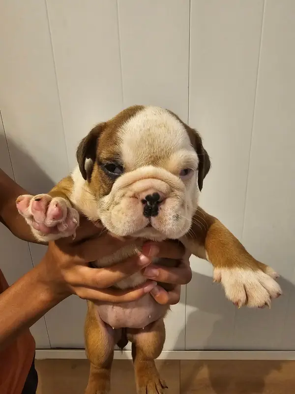 Bridget, Bulldog anglais, élevage Des Sweety Bullyz
