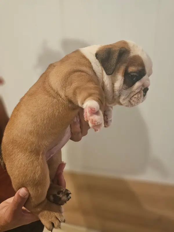 Photo de l'élevage Des Sweety Bullyz