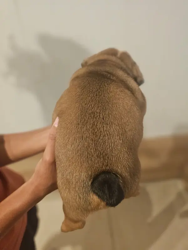 Photo de l'élevage Des Sweety Bullyz