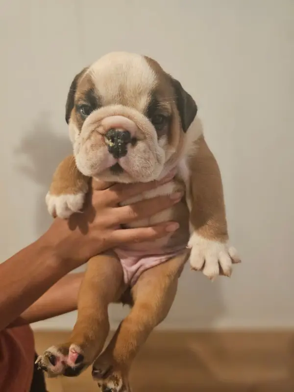 Babak, Bulldog anglais, élevage Des Sweety Bullyz