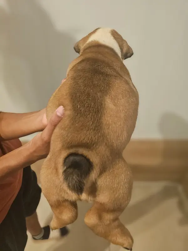 Photo de l'élevage Des Sweety Bullyz