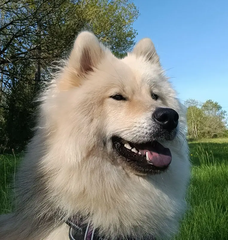 Mère de la portée de Eurasier, élevage Des Legendes de la Louve Arc en Ciel