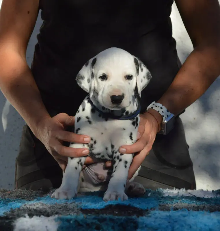 Brave Heart, Dalmatien, élevage Indy's Dream