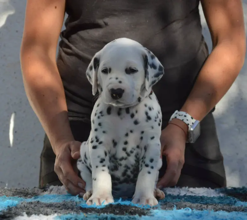 Bohemian Rhapsody, Dalmatien, élevage Indy's Dream