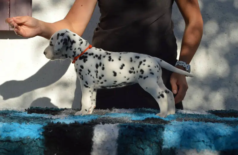 Portée de Dalmatien, élevage Indy's Dream