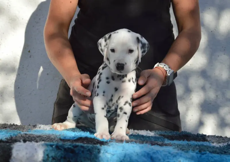 Buzz Lightyear, Dalmatien, élevage Indy's Dream