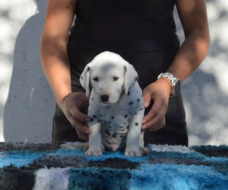 Bailey, Dalmatien, élevage Indy's Dream