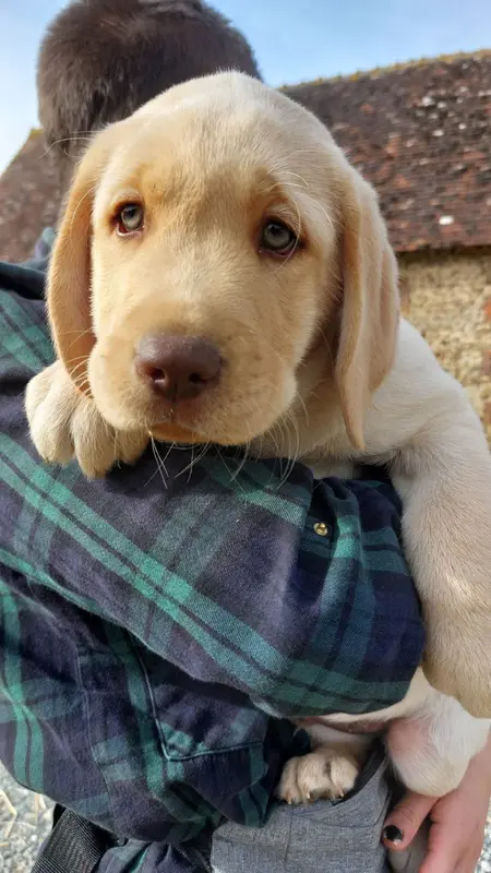 Chiot N°4 Mâle sable, Labrador retriever, élevage De la Mare au Tilleul