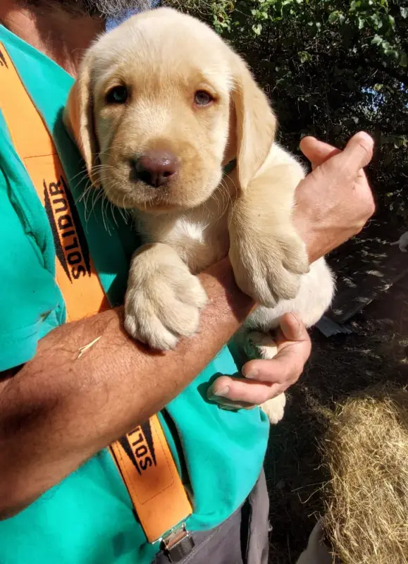 Portée de Labrador retriever, élevage De la Mare au Tilleul