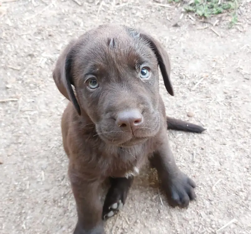 Chiot N°1 Mâle chocolat, Labrador retriever, élevage De la Mare au Tilleul