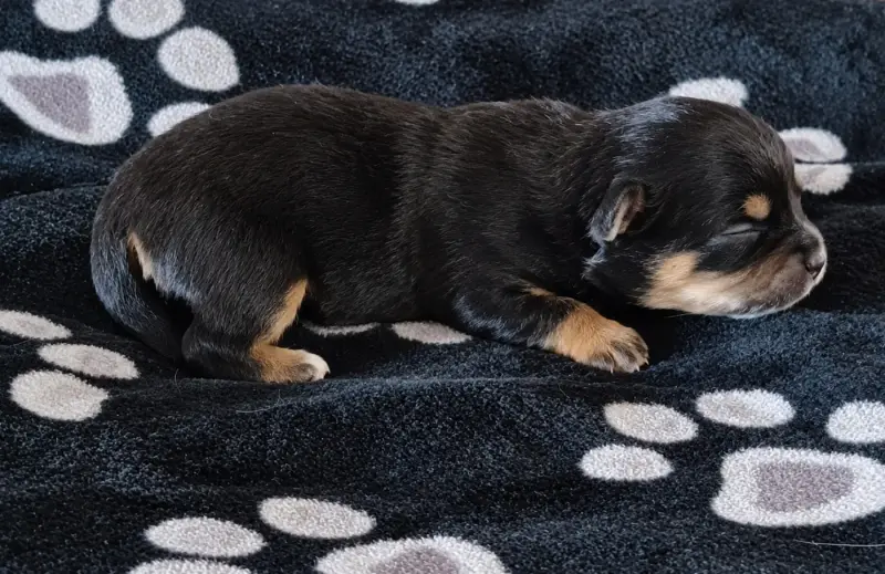 Belle, Chihuahua, élevage Des Tresors du Vallon