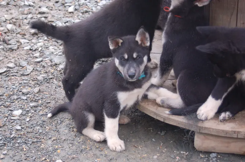 Portée de Husky sibérien, élevage Du Domaine Pacifique
