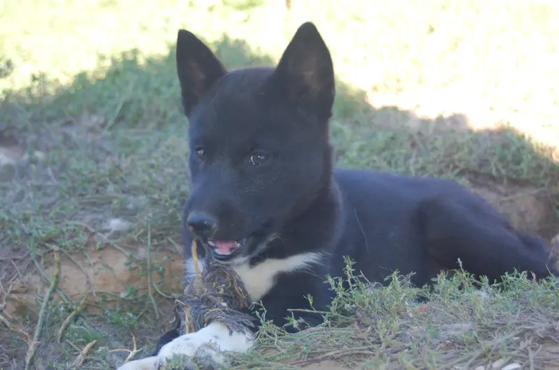 Portée de Husky sibérien, élevage Du Domaine Pacifique