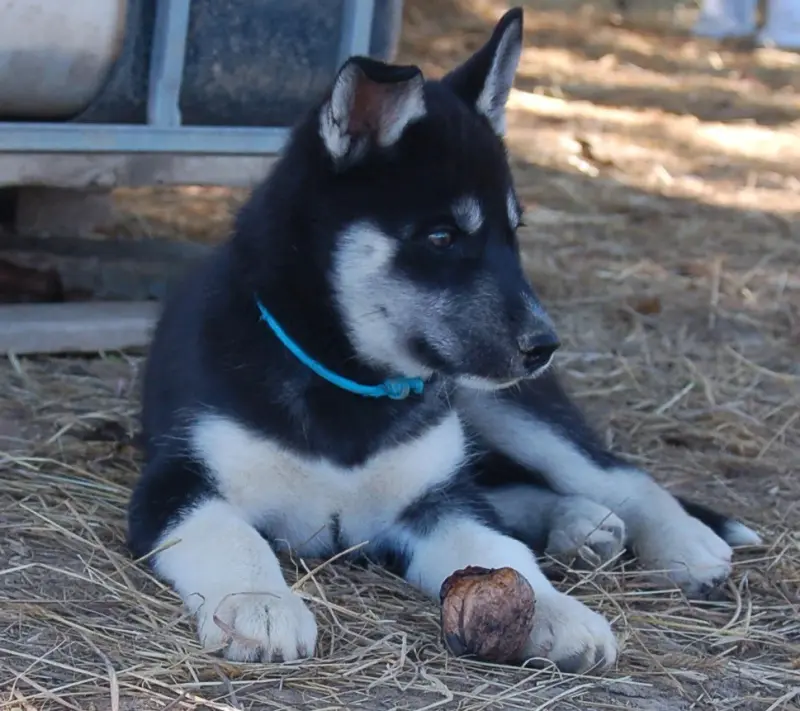 Portée de Husky sibérien, élevage Du Domaine Pacifique