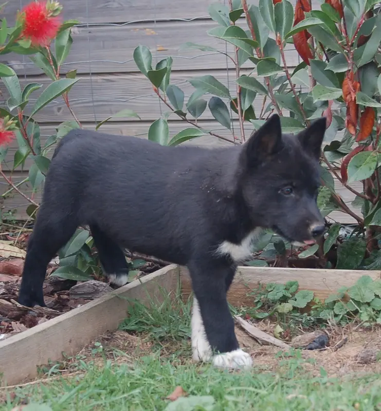 Portée de Husky sibérien, élevage Du Domaine Pacifique