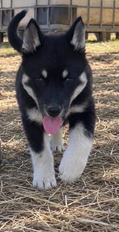 Bulma Du Domaine Pacifique, Husky sibérien, élevage Du Domaine Pacifique