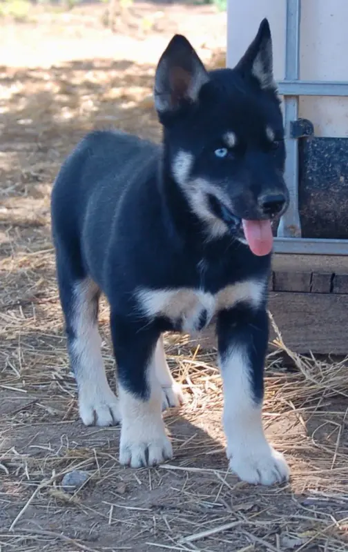 Bounty Du Domaine Pacifique, Husky sibérien, élevage Du Domaine Pacifique