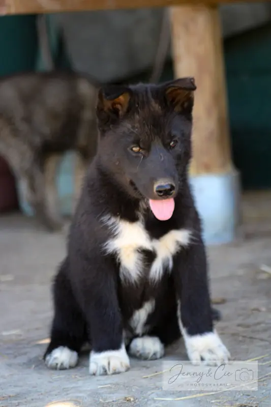 Batman Du Domaine Pacifique, Husky sibérien, élevage Du Domaine Pacifique