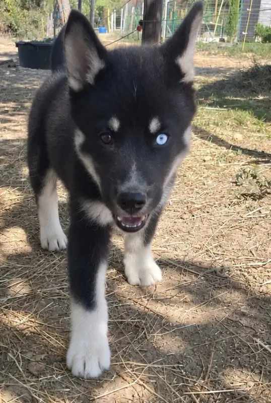 Bowie Du Domaine Pacifique, Husky sibérien, élevage Du Domaine Pacifique