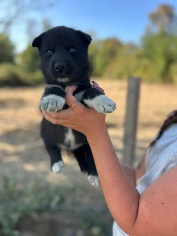 Portée de Husky sibérien, élevage Du Domaine Pacifique
