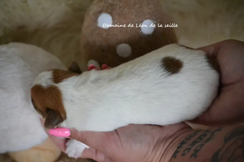 Portée de Jack Russell terrier, élevage Du Domaine de Leon de la Seille