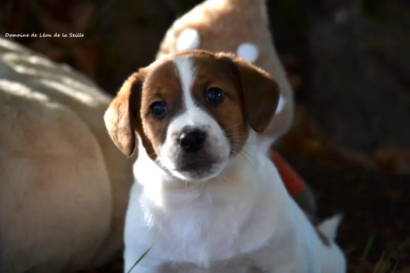 Portée de Jack Russell terrier, élevage Du Domaine de Leon de la Seille
