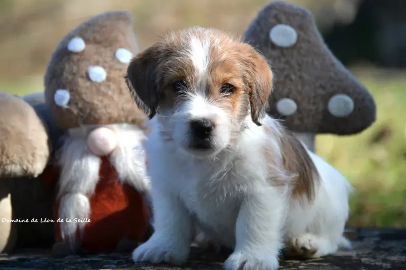 Portée de Jack Russell terrier, élevage Du Domaine de Leon de la Seille