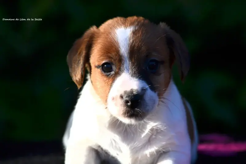 Be Yourself Du Domaine De Leon De La Seille, Jack Russell terrier, élevage Du Domaine de Leon de la Seille