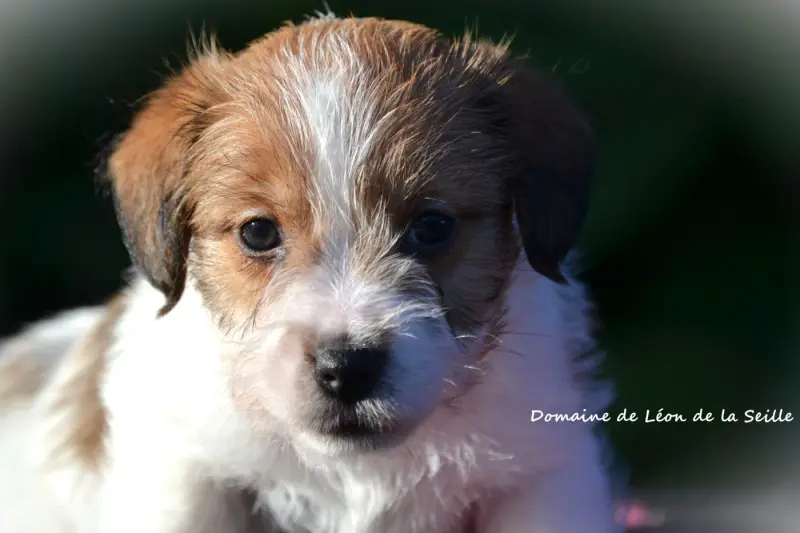 Best Du Domaine De Leon De La Seille, Jack Russell terrier, élevage Du Domaine de Leon de la Seille