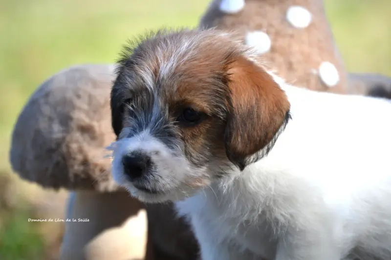Portée de Jack Russell terrier, élevage Du Domaine de Leon de la Seille