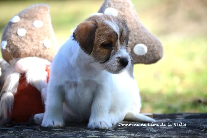 Portée de Jack Russell terrier, élevage Du Domaine de Leon de la Seille