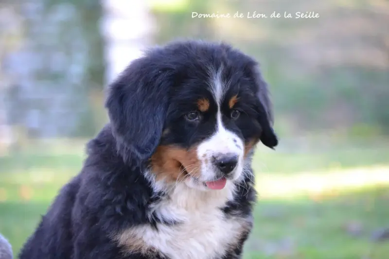 Photo de l'élevage Du Domaine de Leon de la Seille