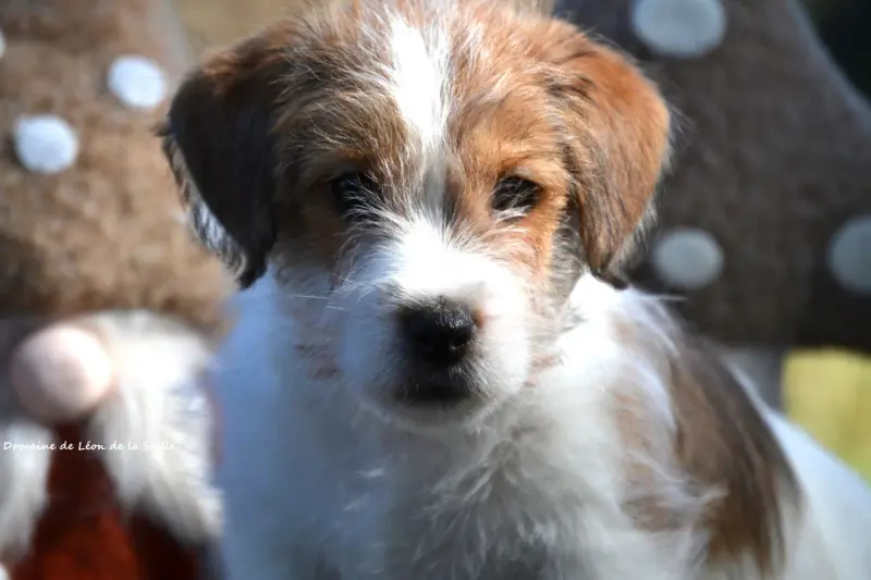Portée de Jack Russell terrier, élevage Du Domaine de Leon de la Seille