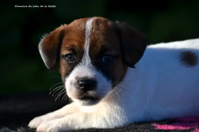 Better Du Domaine De Leon De La Seille, Jack Russell terrier, élevage Du Domaine de Leon de la Seille