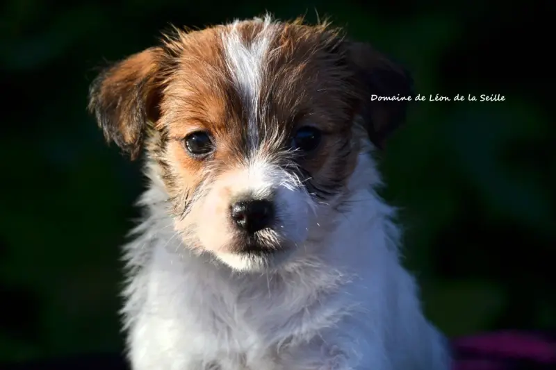 Brille Du Domaine De Leon De La Seille, Jack Russell terrier, élevage Du Domaine de Leon de la Seille