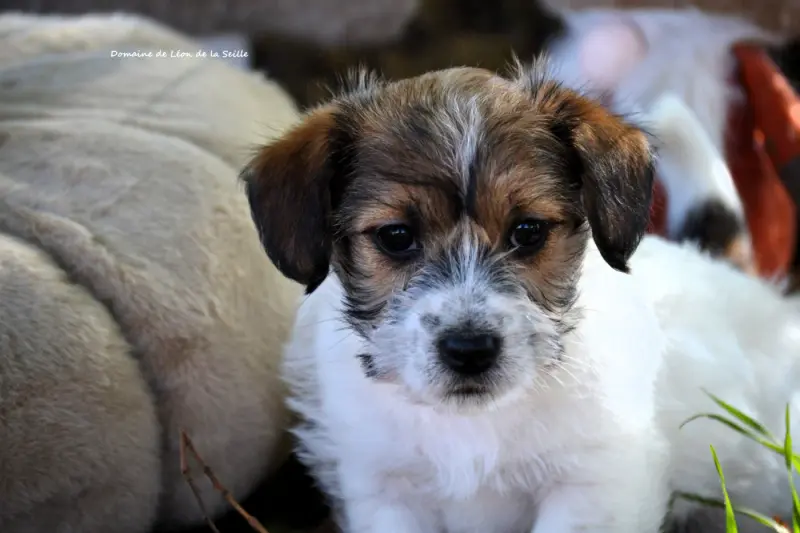 Portée de Jack Russell terrier, élevage Du Domaine de Leon de la Seille